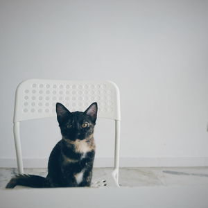 Portrait of cat sitting on floor