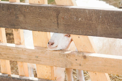 Close-up of sheep