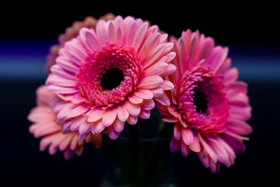 Close-up of pink daisy flower against black background