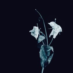 Close-up of wilted flower against black background