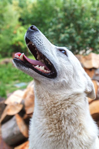 A cute smile siberian husky dog without leash outdoors in the nature on a sunny day