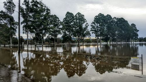 Reflection of trees in water