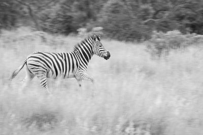 View of zebras running