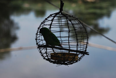 Close-up of bird perching on feeder