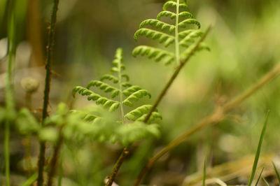 Close-up of fern growing outdoors