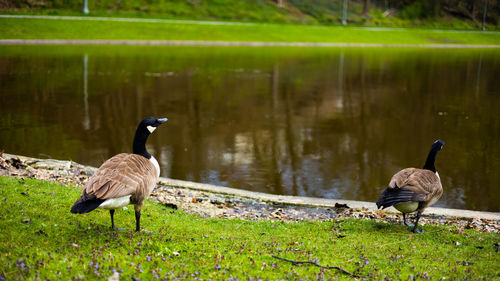 Two geese standing by a lake 