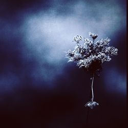 Close-up of flower tree against sky