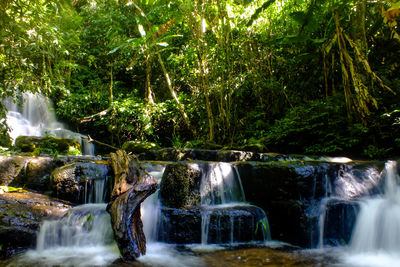 Scenic view of waterfall in forest