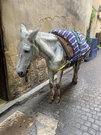 Horse standing in street