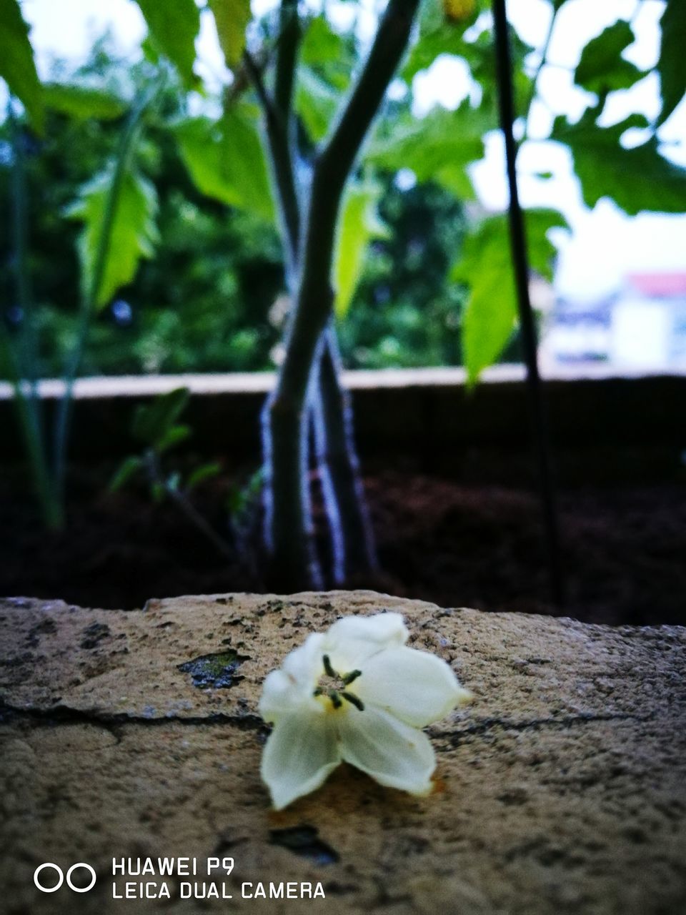 CLOSE-UP OF WHITE FLOWERS BLOOMING