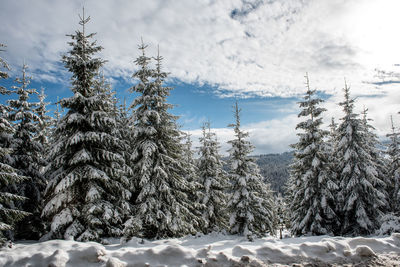 Pine tree forest covered by snow in winter landscape against cloudy sky