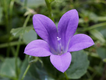 Close-up of flower blooming outdoors