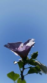 Low angle view of tree against blue sky