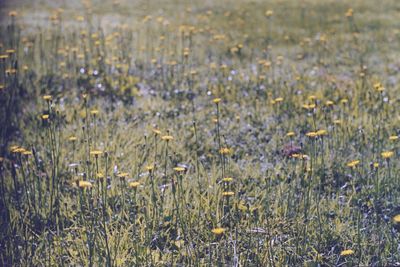 View of flowering plants on field