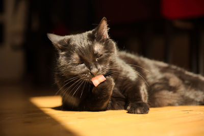 Close-up of a cat looking away