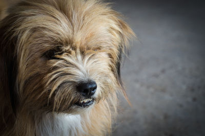 Close-up portrait of dog