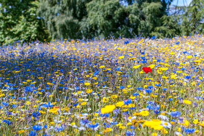 Close-up of yellow flowers blooming on field
