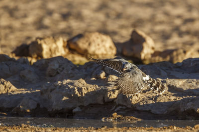 Close-up of bird perching on rock