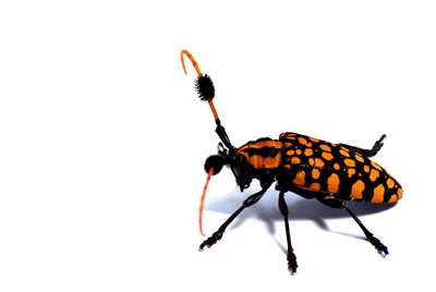 Close-up of butterfly on white background