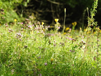 Plants growing on field