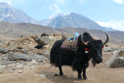 Horse on mountain against sky