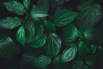 Full frame shot of green leaves