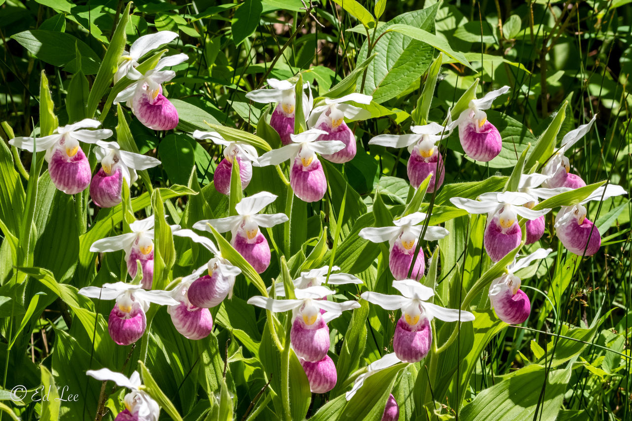 CLOSE-UP OF FRESH PINK FLOWERING PLANTS