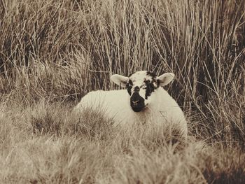 Lamb resting on grassy field