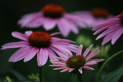 Close-up of pink flower