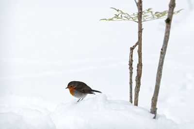 Bird walking  on snow covered ground by branches 