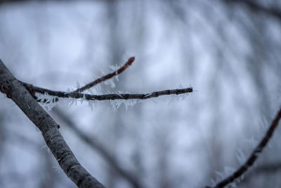 Close-up of frozen plant during winter