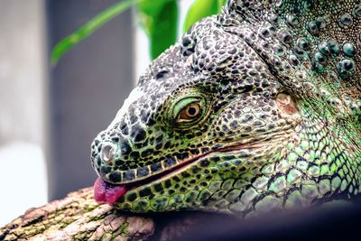 Close-up of a lizard