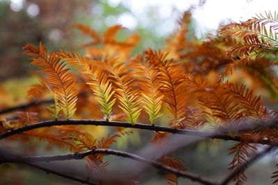 Close-up of autumn leaves on tree