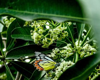 Close-up of butterfly on plant