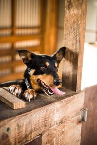 Close-up of australian kelpie looking away at farm