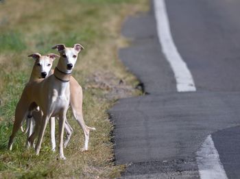 Portrait of dogs standing by road