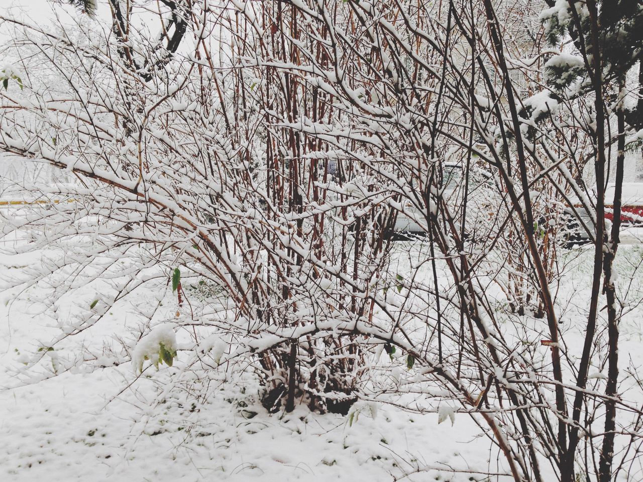 bare tree, branch, tree, winter, snow, cold temperature, nature, tranquility, day, outdoors, no people, wall - building feature, art, tree trunk, built structure, art and craft, covering, season, dead plant, creativity