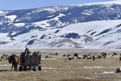 Tourists watching herds of elk at national elk refuge