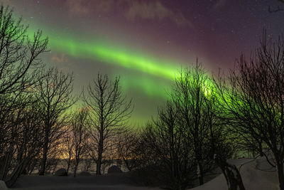 Low angle view of trees against sky at night