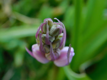 Close-up of pink rose flower buds