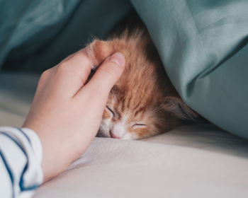 Cropped hand on sleeping cat