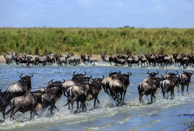 Wildebeests and zebras at lake