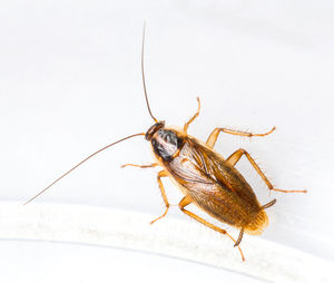 Close-up of insect on wall