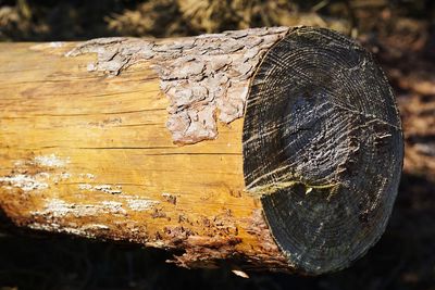 Close-up of log on tree trunk