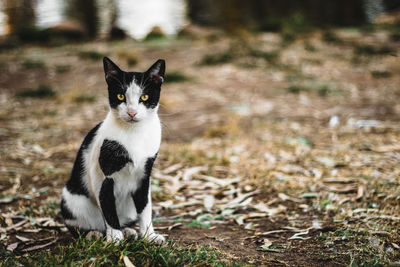 Portrait of a cat on field