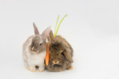 Close-up of a rabbit over white background
