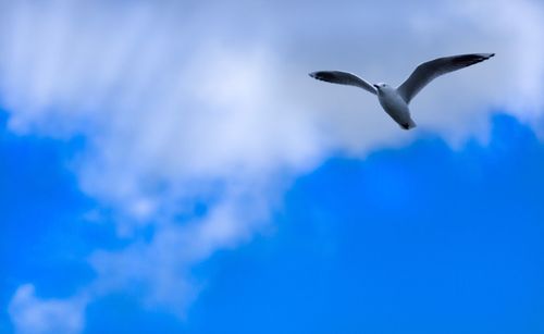 Low angle view of seagull flying against sky