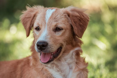 Close-up portrait of a dog