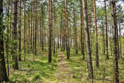 Trees growing in forest