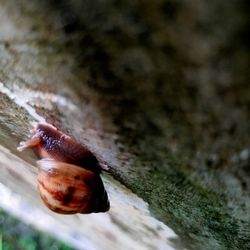 Close-up of snail on rock